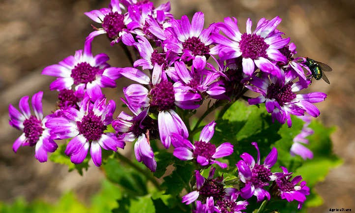 Cineraria Confusion? Finding The Florist’s Flower