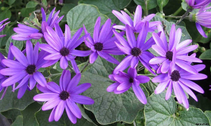 Cineraria Confusion? Finding The Florist’s Flower