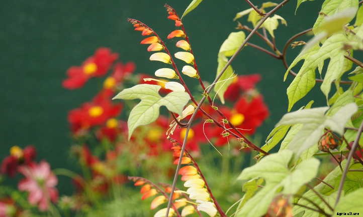 Mina Lobata: A Firecracker Of A Vine