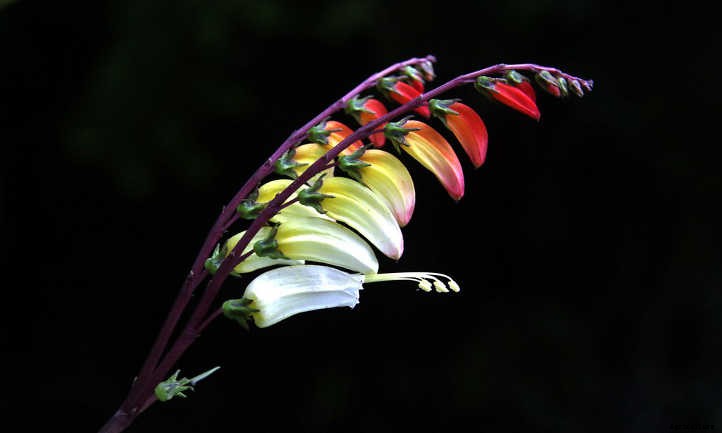 Mina Lobata: A Firecracker Of A Vine