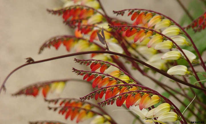 Mina Lobata: A Firecracker Of A Vine