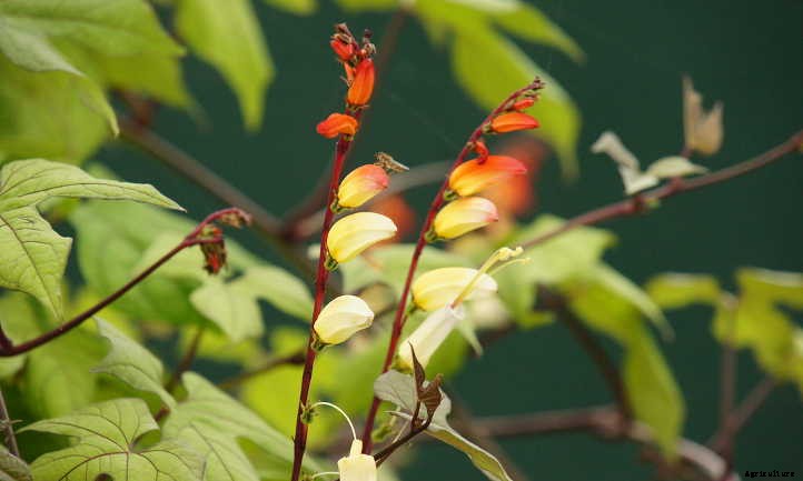 Mina Lobata: A Firecracker Of A Vine