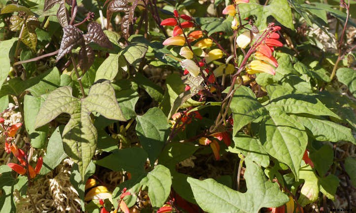 Mina Lobata: A Firecracker Of A Vine