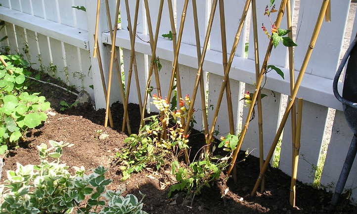 Mina Lobata: A Firecracker Of A Vine