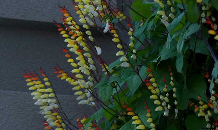 Mina Lobata: A Firecracker Of A Vine