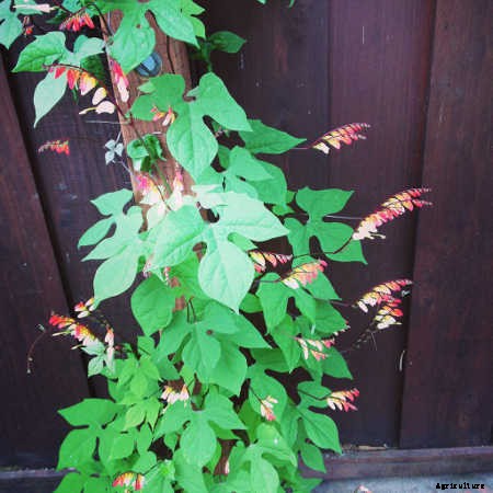 Mina Lobata: A Firecracker Of A Vine