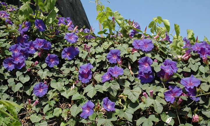 Ipomoea Tricolor: Growing Great Grannyvines