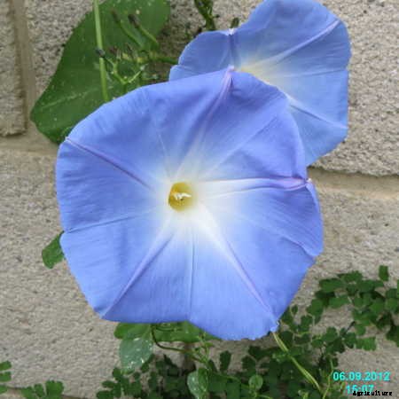 Ipomoea Tricolor: Growing Great Grannyvines
