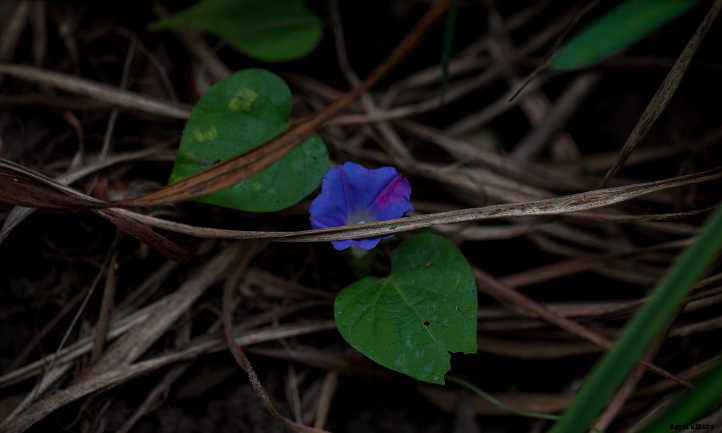 Ipomoea Tricolor: Growing Great Grannyvines