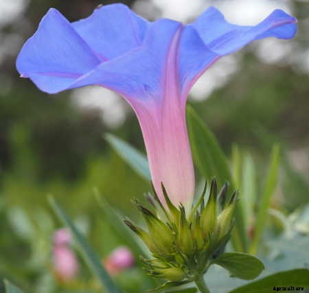 Ipomoea Tricolor: Growing Great Grannyvines