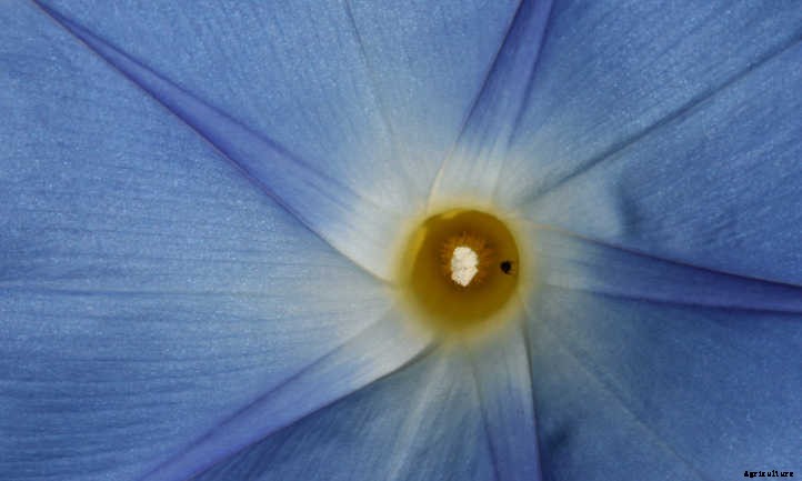 Ipomoea Tricolor: Growing Great Grannyvines