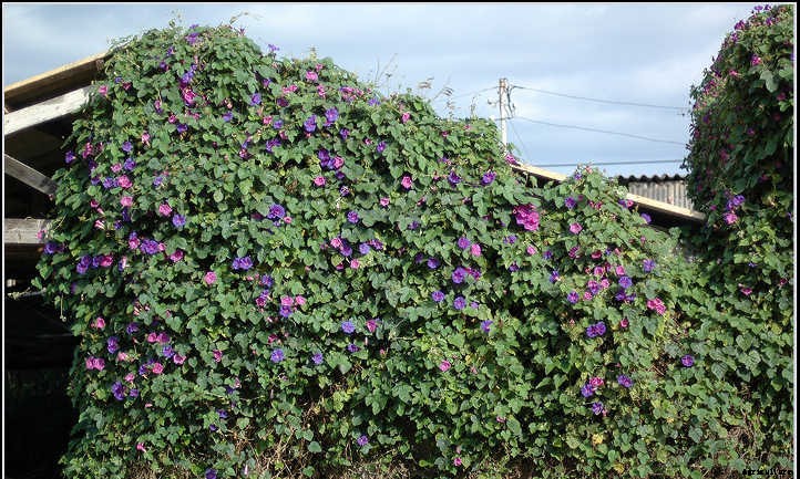 Ipomoea Tricolor: Growing Great Grannyvines