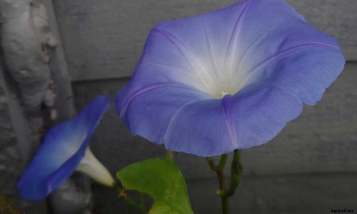 Ipomoea Tricolor: Growing Great Grannyvines
