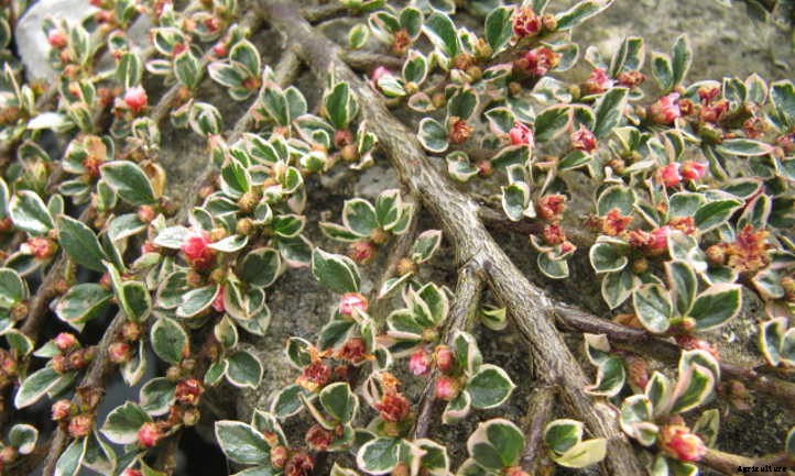 Cotoneaster Horizontalis: Beautiful Berries & Foliage