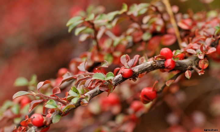 Cotoneaster Horizontalis: Beautiful Berries & Foliage