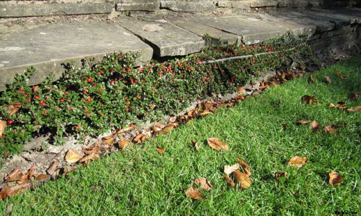 Cotoneaster Horizontalis: Beautiful Berries & Foliage