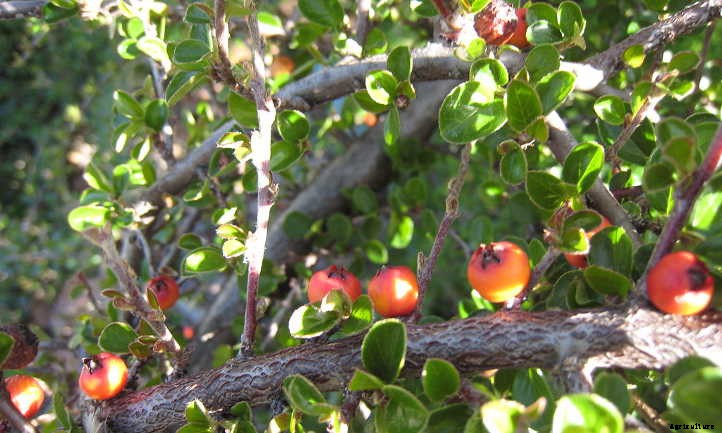 Cotoneaster Horizontalis: Beautiful Berries & Foliage