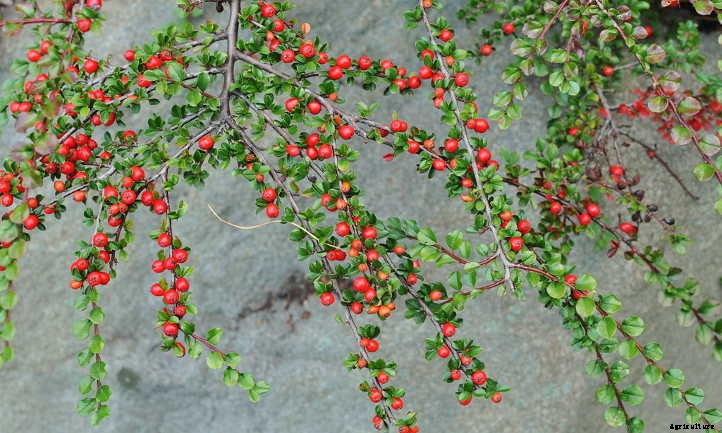 Cotoneaster Horizontalis: Beautiful Berries & Foliage