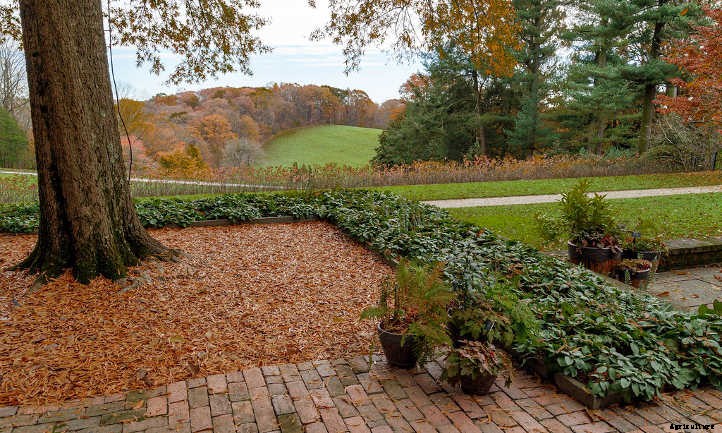 Pachysandra Procumbens: Allegheny Spurge Ground Cover