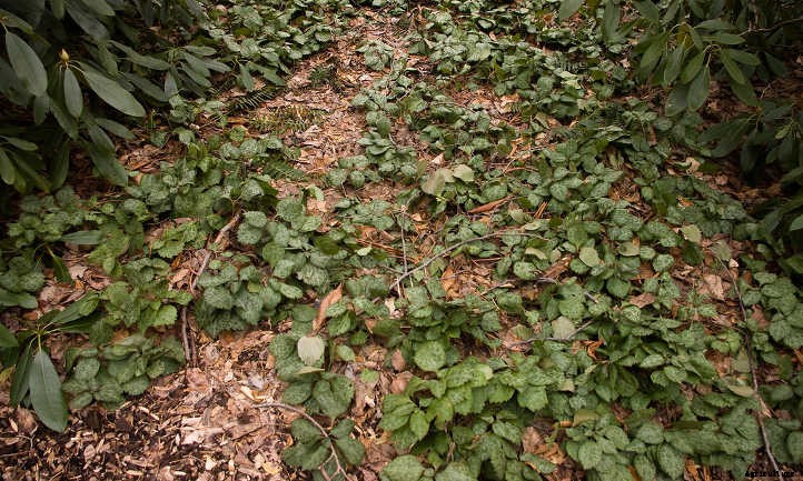 Pachysandra Procumbens: Allegheny Spurge Ground Cover