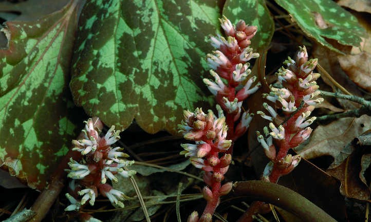 Pachysandra Procumbens: Allegheny Spurge Ground Cover
