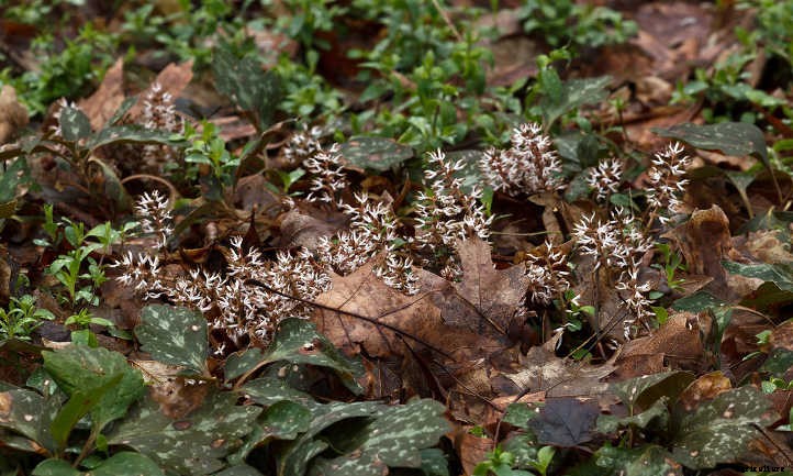 Pachysandra Procumbens: Allegheny Spurge Ground Cover