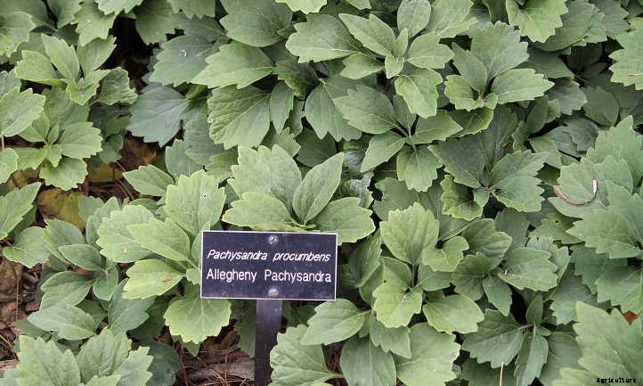 Pachysandra Procumbens: Allegheny Spurge Ground Cover