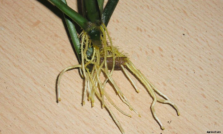 Prayer Plant Propagation: Multiplying Your Marantas