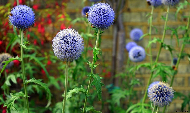 Globe Thistle: Beautiful, Bountiful Round Flowers