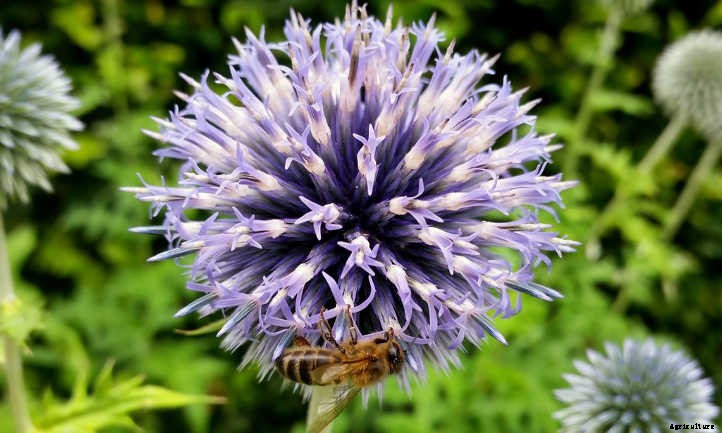 Globe Thistle: Beautiful, Bountiful Round Flowers