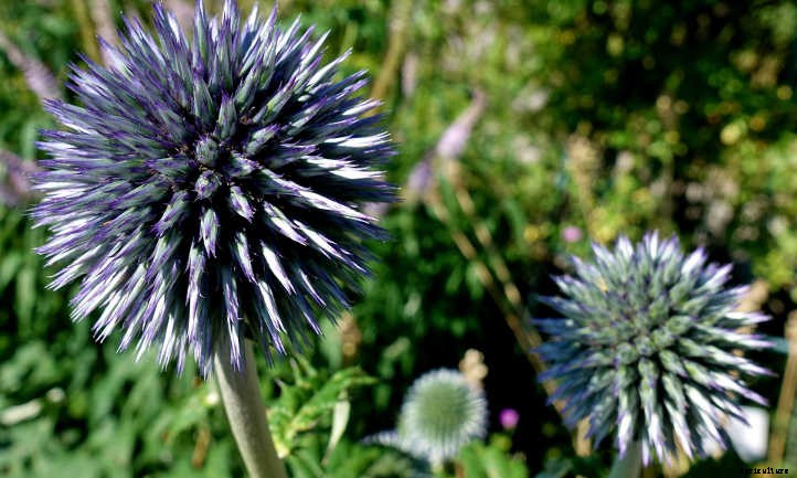 Globe Thistle: Beautiful, Bountiful Round Flowers