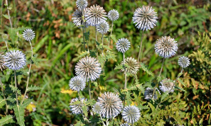 Globe Thistle: Beautiful, Bountiful Round Flowers