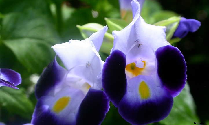 Torenia: Growing Clown Flower In Your Garden