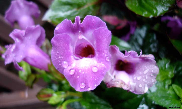 Torenia: Growing Clown Flower In Your Garden