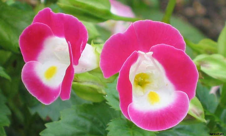 Torenia: Growing Clown Flower In Your Garden
