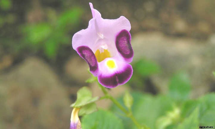 Torenia: Growing Clown Flower In Your Garden