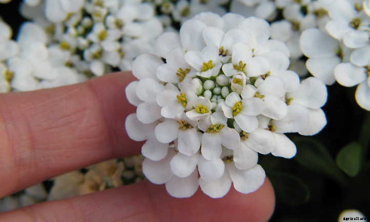 Candytuft: Easy-Growing Perennial Border Plants