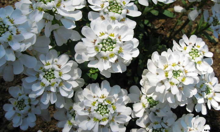 Candytuft: Easy-Growing Perennial Border Plants