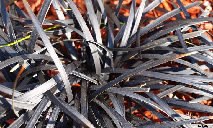 Black Mondo Grass: A Dark, Lovely Ground Cover