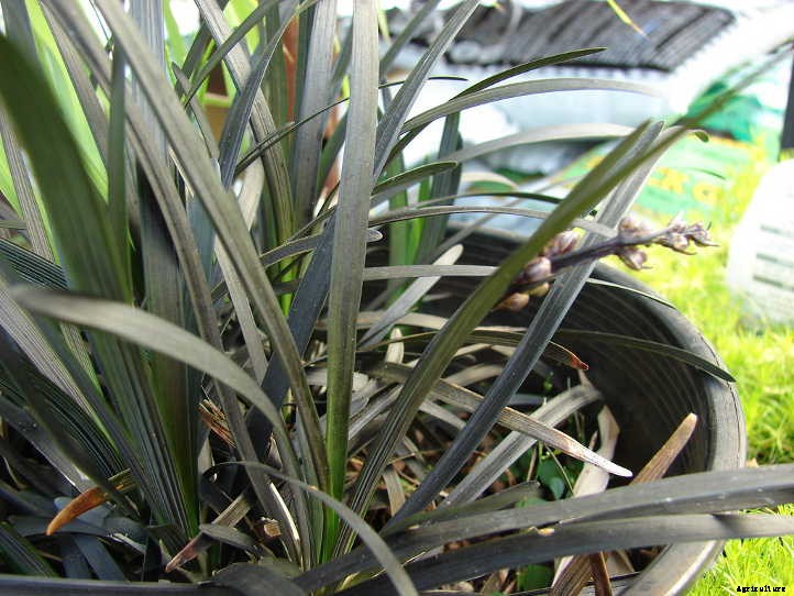 Black Mondo Grass: A Dark, Lovely Ground Cover