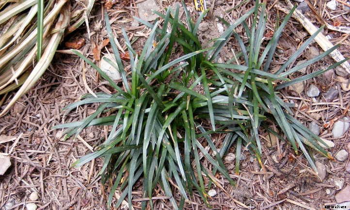 Black Mondo Grass: A Dark, Lovely Ground Cover