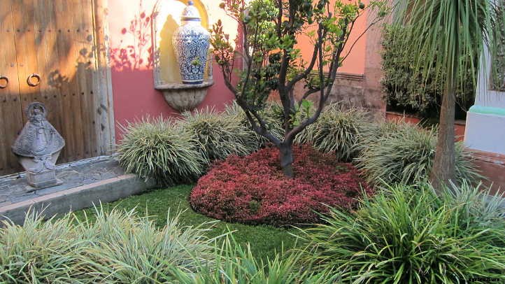 Black Mondo Grass: A Dark, Lovely Ground Cover