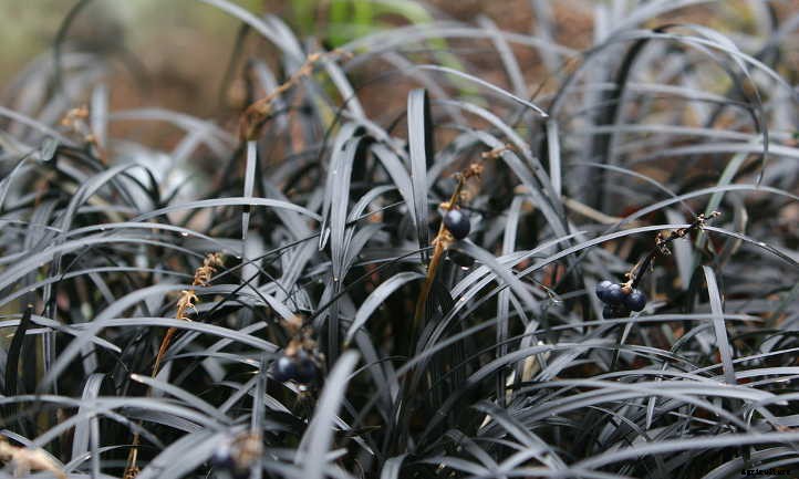 Black Mondo Grass: A Dark, Lovely Ground Cover