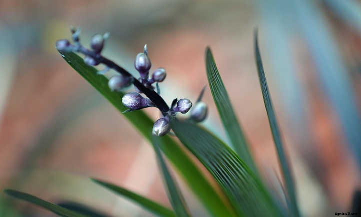 Black Mondo Grass: A Dark, Lovely Ground Cover