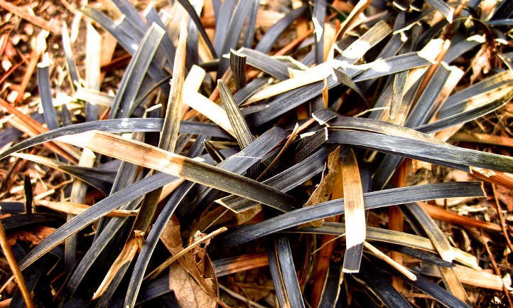 Black Mondo Grass: A Dark, Lovely Ground Cover
