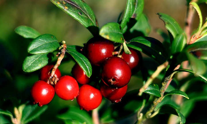 Lingonberry Plants: The Ultimate Guide To Tasty Fruit