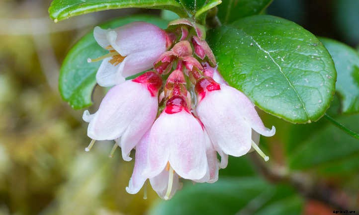 Lingonberry Plants: The Ultimate Guide To Tasty Fruit