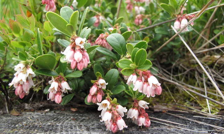 Lingonberry Plants: The Ultimate Guide To Tasty Fruit