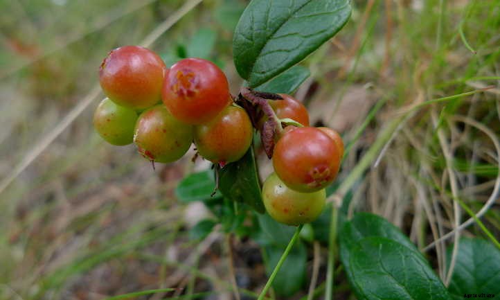 Lingonberry Plants: The Ultimate Guide To Tasty Fruit
