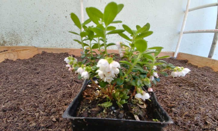 Lingonberry Plants: The Ultimate Guide To Tasty Fruit